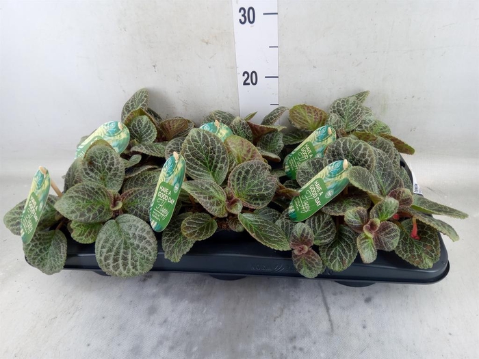 <h4>Episcia   ...</h4>