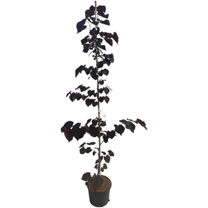Cercis chin. Ace of Spades 175-200 cm geveerd