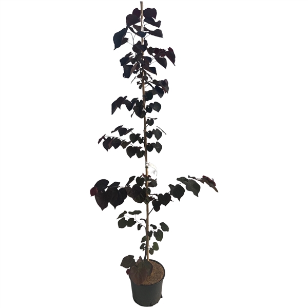 <h4>Cercis chin. Ace of Spades 175-200 cm geveerd</h4>