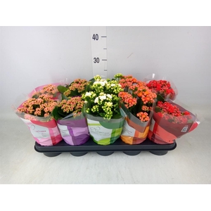 Kalanchoe blos. 'Perfecta'  ..mix 5