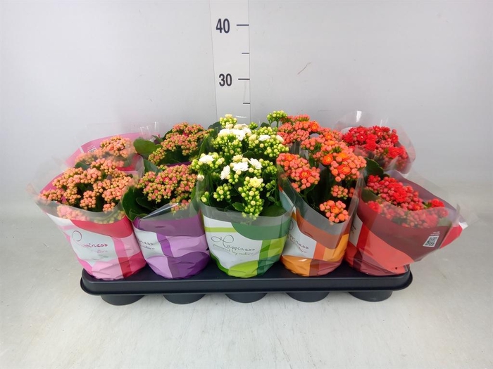 <h4>Kalanchoe blos. 'Perfecta'  ..mix 5</h4>