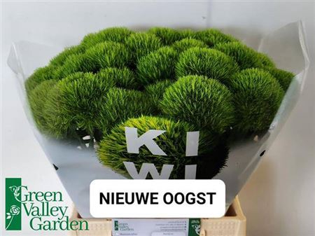 <h4>Di Barb Kiwi Mellow</h4>