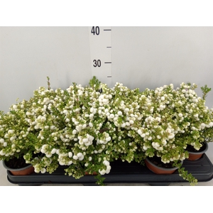 Gaultheria   ...white berry