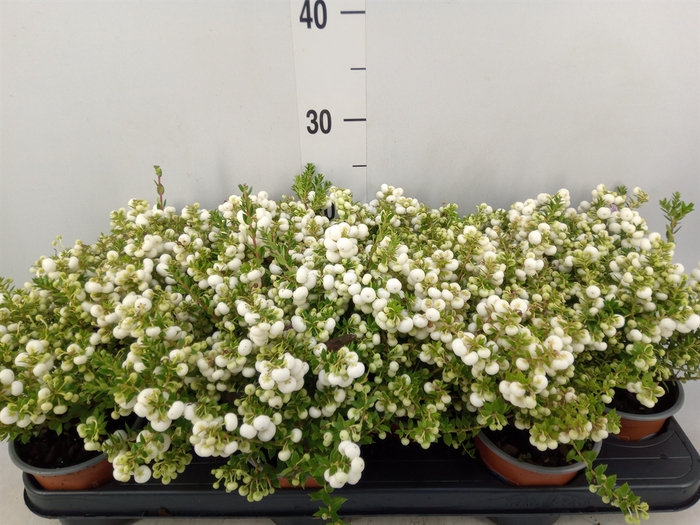 <h4>Gaultheria   ...white berry</h4>