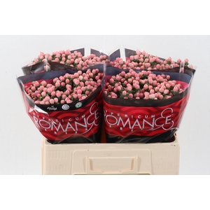 Hyp Lovely Romance 60cm