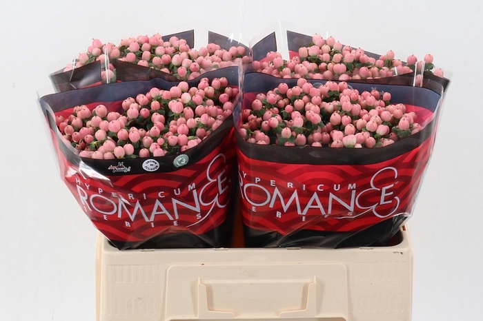 <h4>Hyp Lovely Romance 60cm</h4>