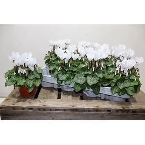 Cycl Kl Sup Micro White