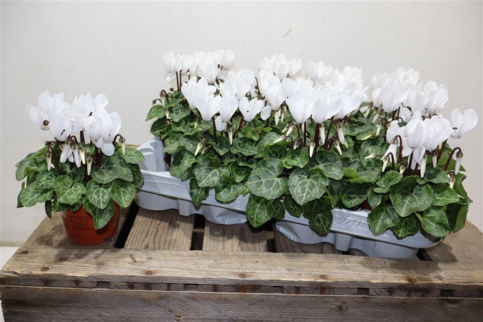 <h4>Cycl Kl Sup Micro White</h4>