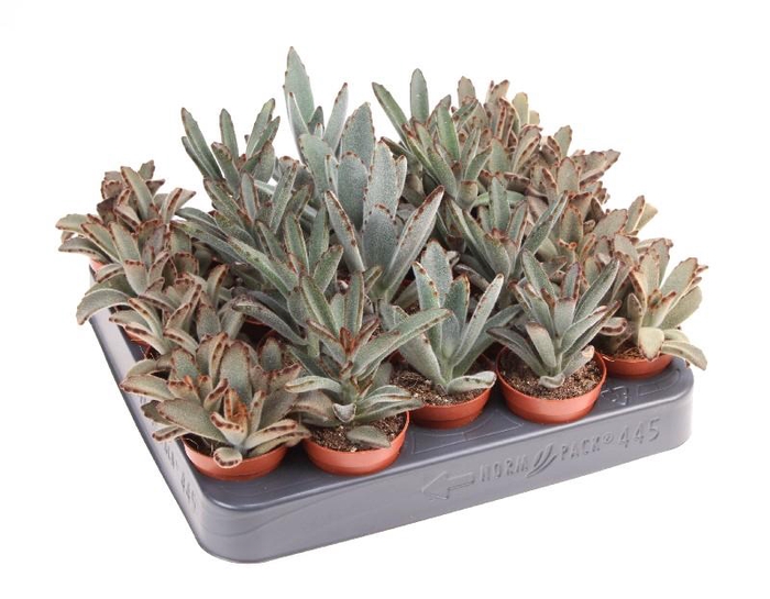 Kalanchoe niet bloeiend overig P6 Tomentosa mix, SU5035
