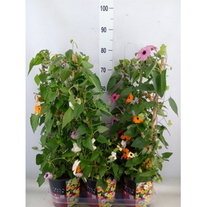 Thunbergia alata