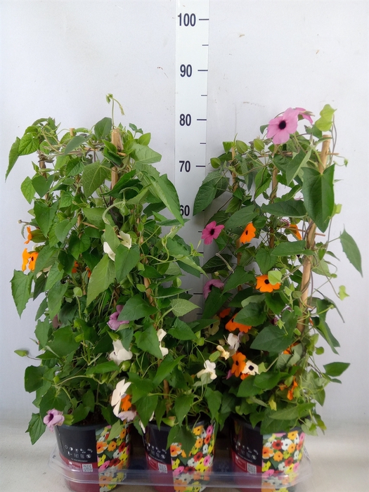 <h4>Thunbergia alata</h4>