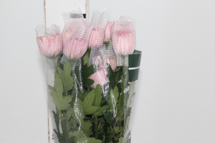 <h4>ANASTASIA BODA 080 CM</h4>