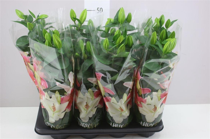 <h4>Lil Or Sunny Robyn 3pp Roze</h4>