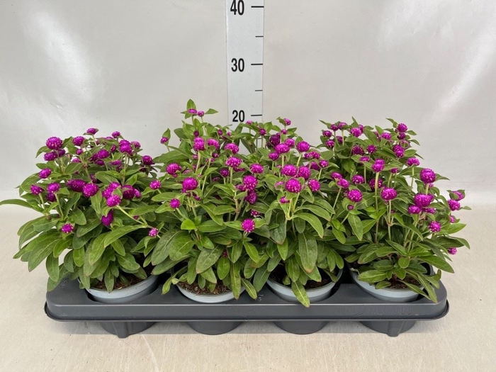 <h4>Gomphrena glob.</h4>