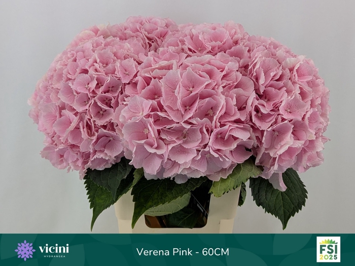 <h4>HYDR M CH VERENA</h4>