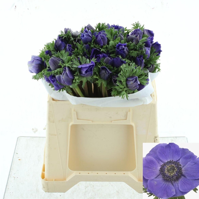 <h4>ANEM CO MIS + D BLUE</h4>