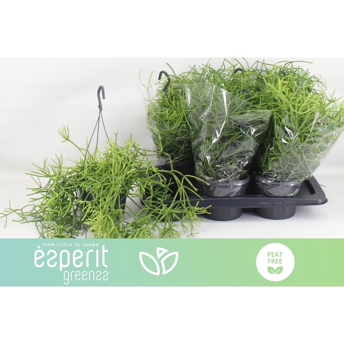 <h4>RHIPSALIS HETEROCLAD</h4>