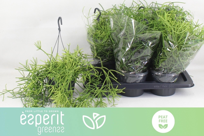 <h4>RHIPSALIS HETEROCLAD</h4>