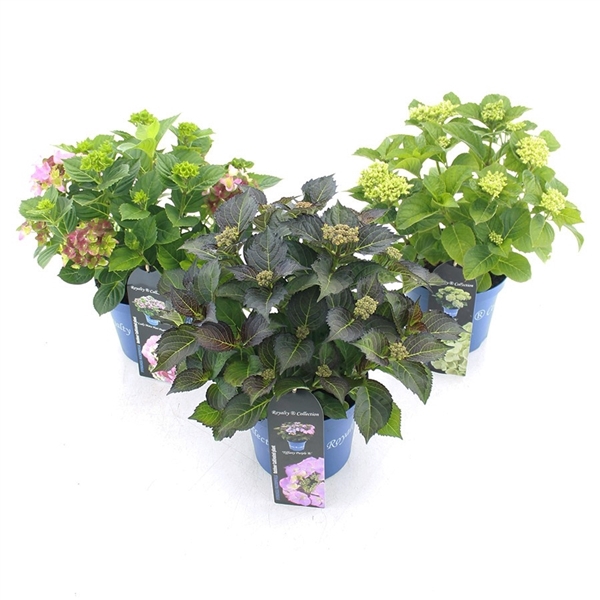 <h4>Hydrangea macr. Royalty Collection® in soorten</h4>