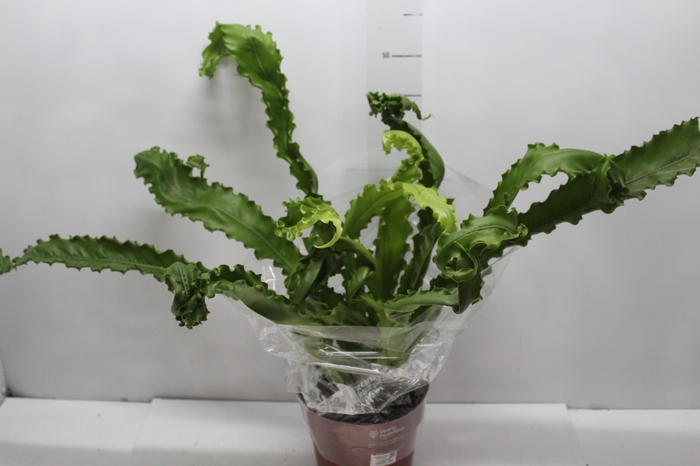 <h4>ASPLENIUM OSAKA CRESPO P19</h4>