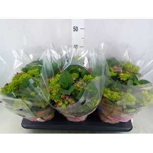 Hydrangea mac. 'Ningbo'