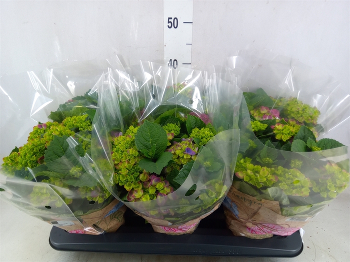 <h4>Hydrangea mac. 'Ningbo'</h4>