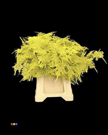 <h4>Asp 1e Yellow</h4>