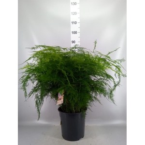 Asparagus setaceus