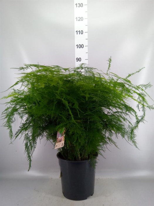 <h4>Asparagus setaceus</h4>