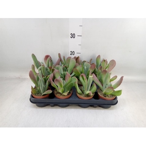 Kalanchoe NF thyrsiflora 'Red Lips'