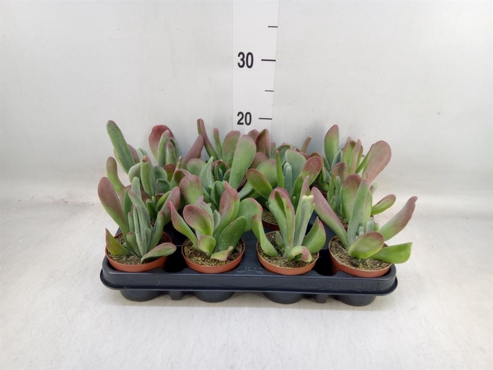 <h4>Kalanchoe NF thyrsiflora 'Red Lips'</h4>