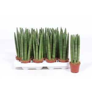 Sansevieria Straight