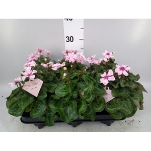 Cyclamen KL 'Illusia'