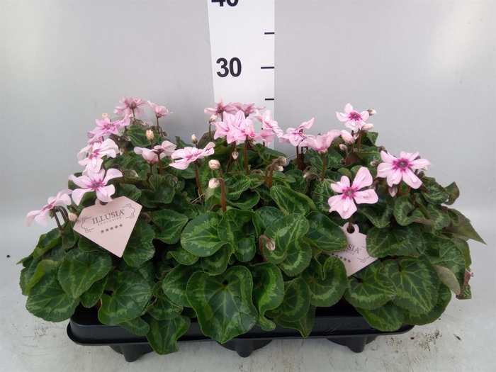 <h4>Cyclamen KL 'Illusia'</h4>