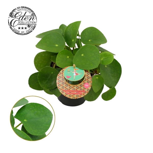 <h4>Pilea Peperomioides 12cm Duits etiket</h4>