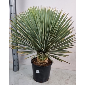 YUC ROSTRATA
