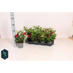 MANDE RIO DEEP RED