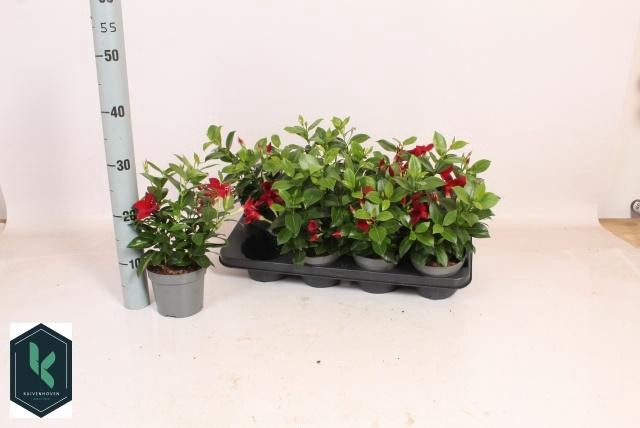 <h4>Mande Rio Deep Red</h4>