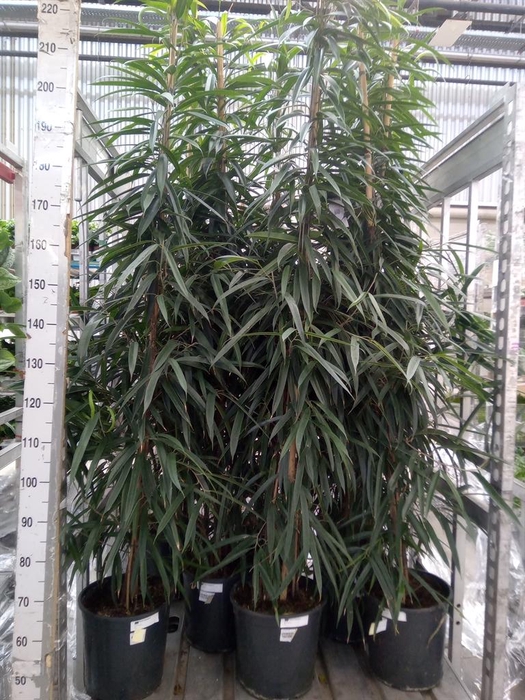 <h4>Ficus binn. 'Alii'</h4>