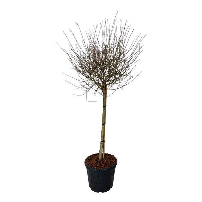 <h4>Syringa BLOOMERANG® 'Pink Perfume'</h4>