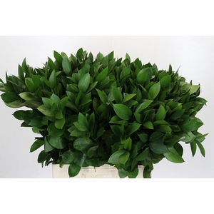 Ruscus Israel
