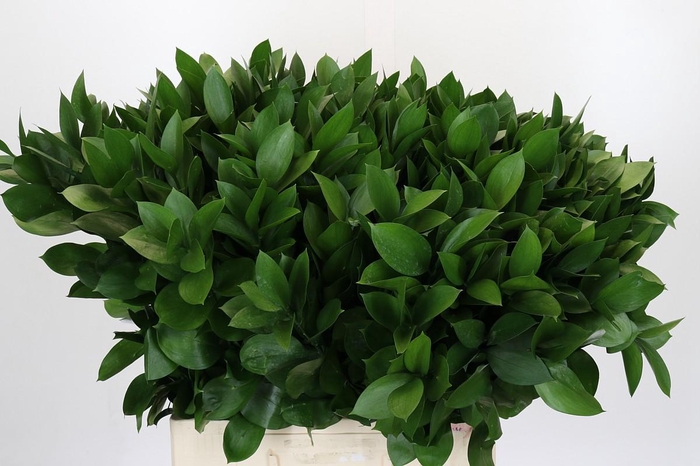 <h4>Ruscus Israel</h4>