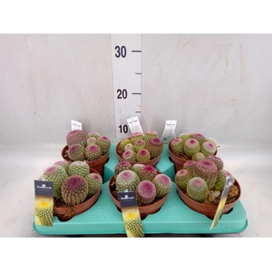 Cereus   ...