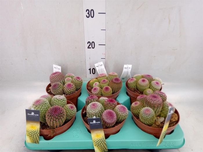 <h4>Cereus   ...</h4>
