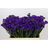 Limonium Sinuatum Navy Sun Birds