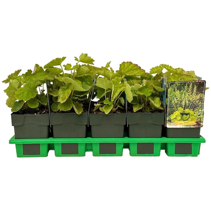 <h4>Heuchera sanguinea</h4>