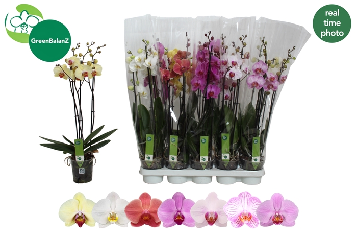 <h4>PHAL GEM 7 KL</h4>