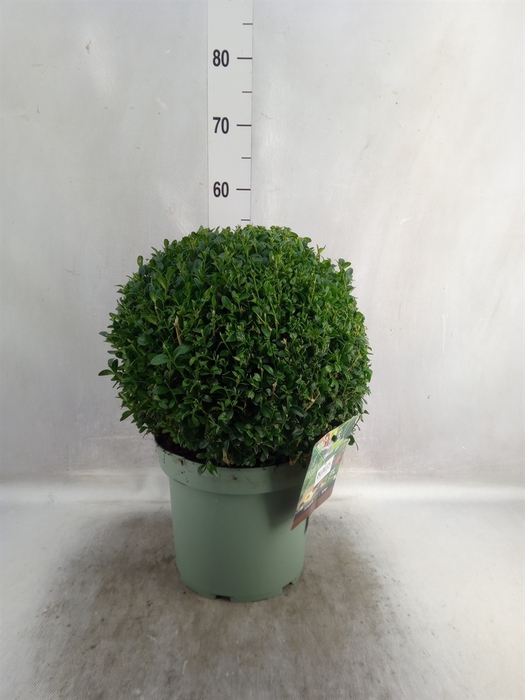 <h4>Buxus semp.   ...</h4>