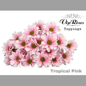 CHR T TROPICAL PINK