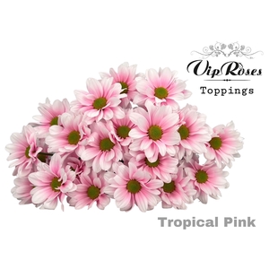 Chr T Tropical Pink